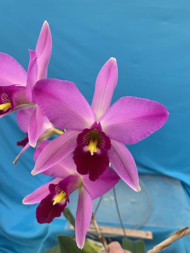 Laelia anceps ten - laelia,