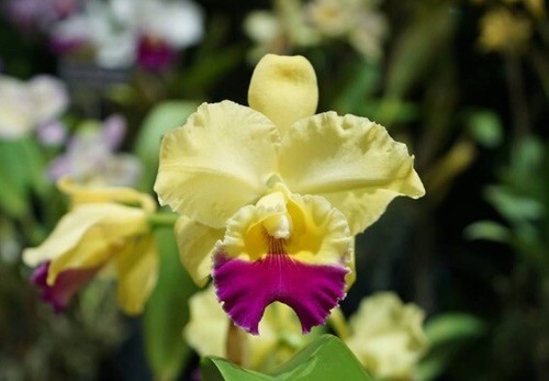 Rlc goldenzelle sandra x - ‘sandra’,