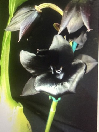 Orchid plants monn millennium - ,
