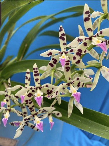 Prosthechea prismatocarpa not - prosthechea,