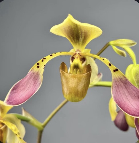 Paphiopedilum lowii merlot - paphiopedilum,