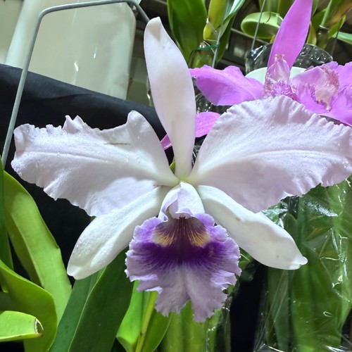 Canhamiana azure - (802)c.canhamiana, 'azure